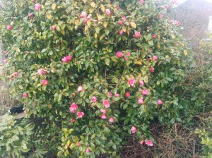 IMG_20160320_153208