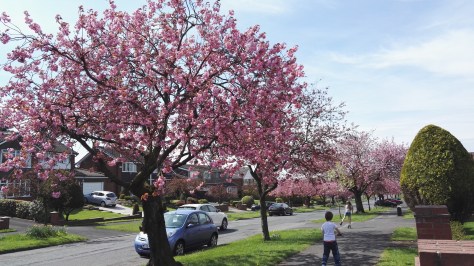 Our road in bloom