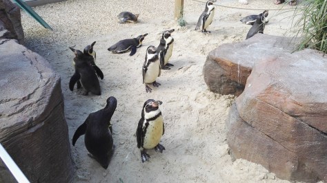 Sleeping penguins