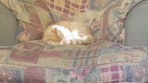 Cats have the right idea