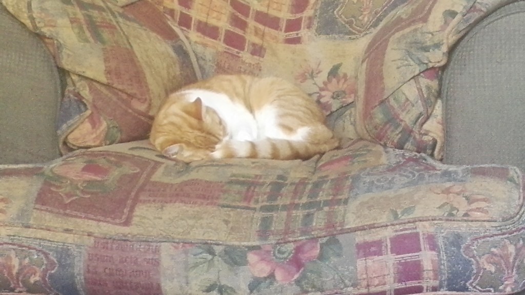 Cats have the right idea